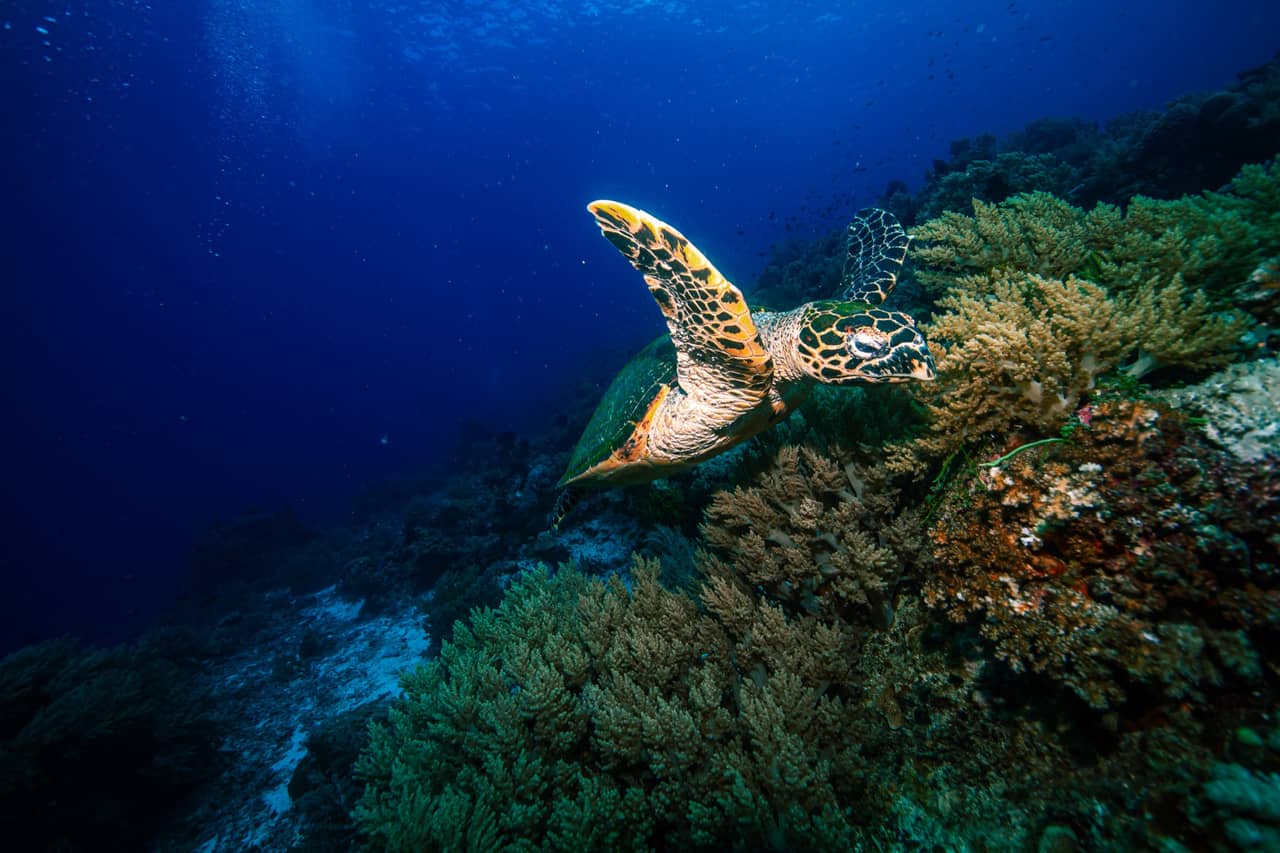 Hawksbill sea turtle gliding over the reef wall at Balicasag Island, Panglao