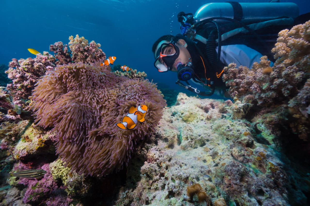 Diver watching clownfish on a coral reef off Sumilon Island, Oslob