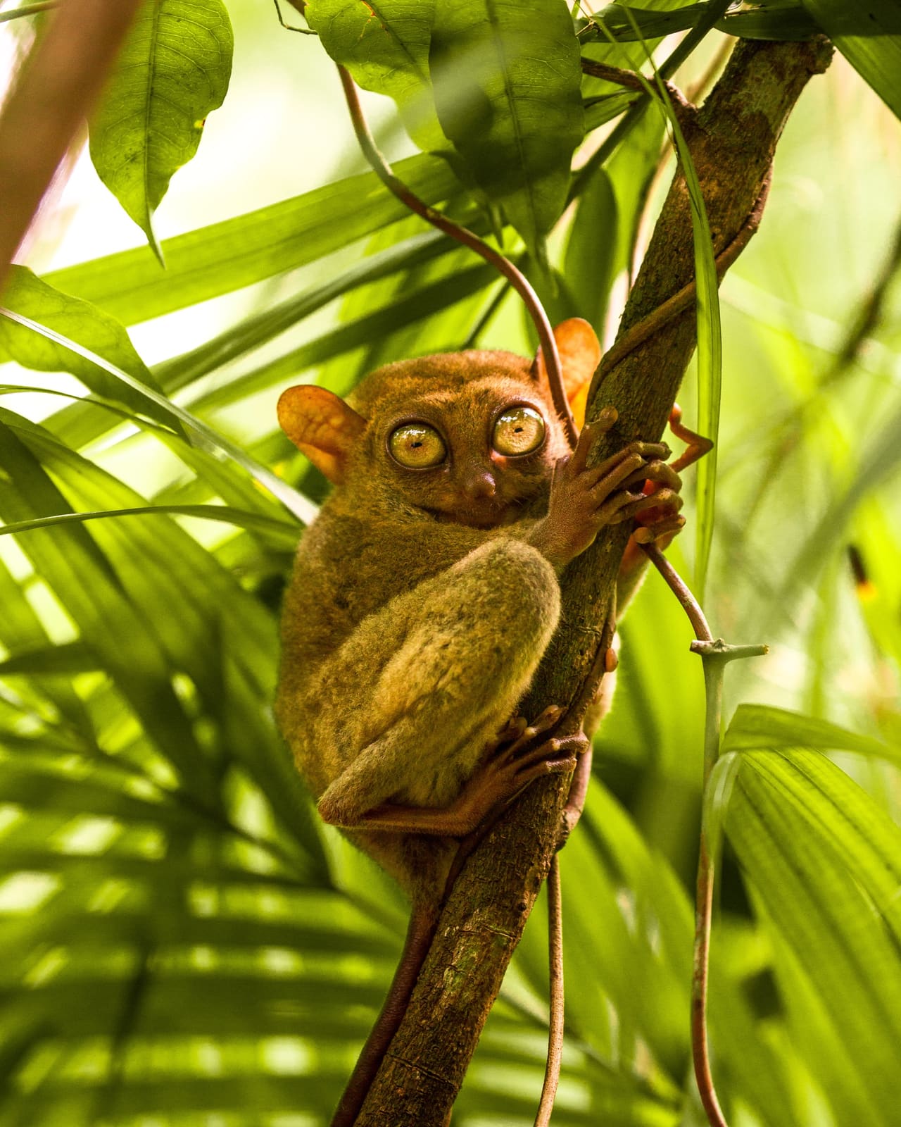 A Philippine tarsier clinging to a branch at the sanctuary in Corella, Bohol